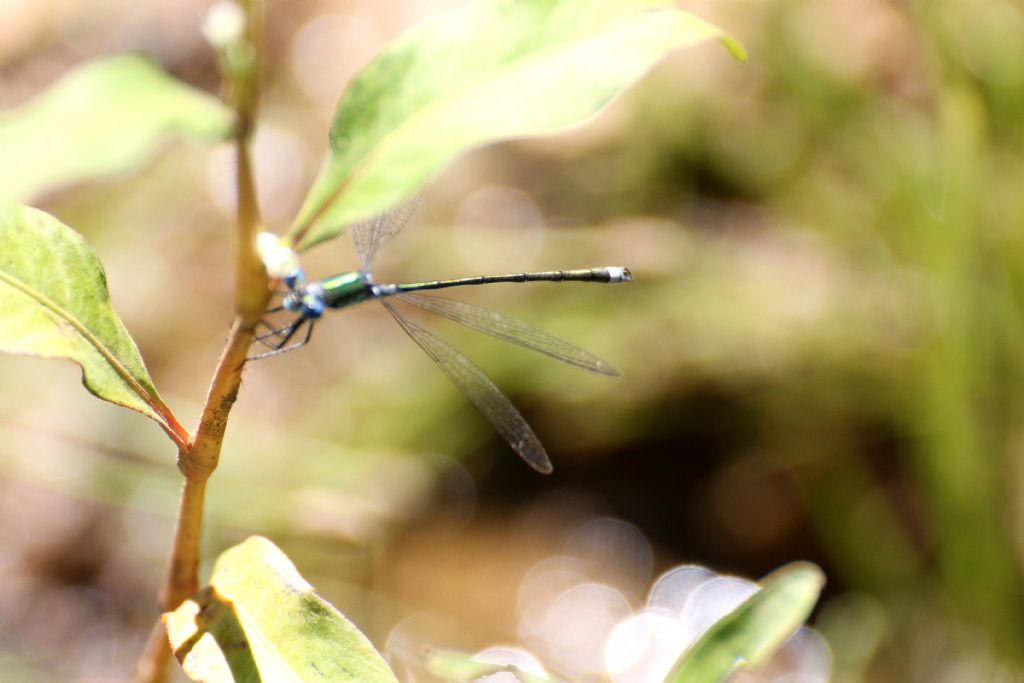Lestes virens? no, sponsa